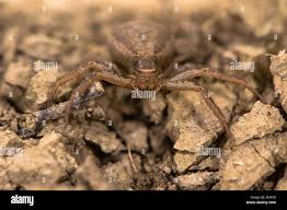 Attēlu rezultāti vaicājumam “Xysticus bifasciatus female”