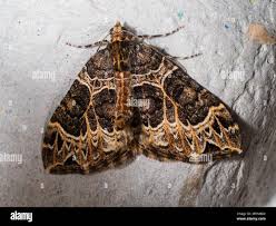 Attēlu rezultāti vaicājumam “Ecliptopera silaceata”