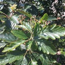 Attēlu rezultāti vaicājumam “Sorbus intermedia”