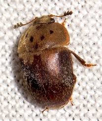 Attēlu rezultāti vaicājumam “Cychramus variegatus”