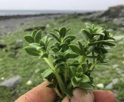 Attēlu rezultāti vaicājumam “Honckenya peploides bud”