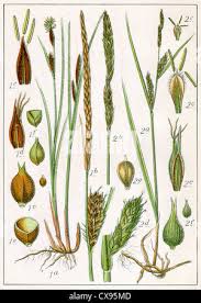 Attēlu rezultāti vaicājumam “Carex hirta fruit”