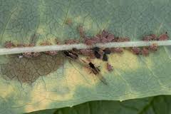 Attēlu rezultāti vaicājumam “Aphis confusa”