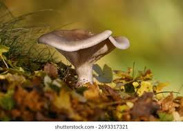 Attēlu rezultāti vaicājumam “Clitocybe nebularis”