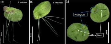 Attēlu rezultāti vaicājumam “Spirodela polyrhiza”