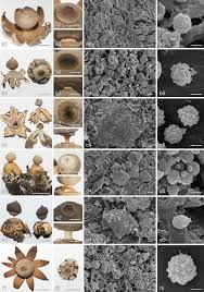 Attēlu rezultāti vaicājumam “Geastrum quadrifidum”
