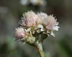 Attēlu rezultāti vaicājumam “Antennaria dioica male flower”