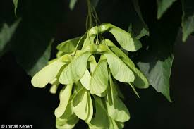 Attēlu rezultāti vaicājumam “Acer pseudoplatanus fo. purpurascens leaf”