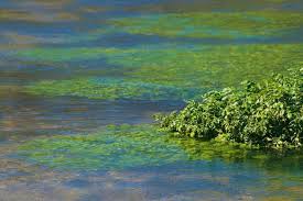 Image result for Brunnenkresse