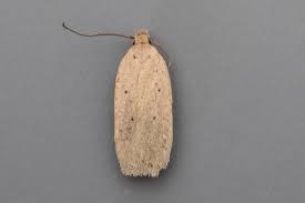 Attēlu rezultāti vaicājumam “Agonopterix aranella”