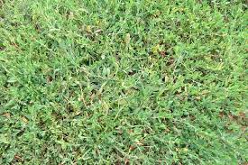 Attēlu rezultāti vaicājumam “Polygonum arenastrum leaf”