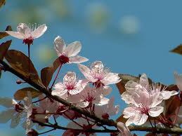 Attēlu rezultāti vaicājumam “Prunus cerasifera var. divaricata flower”