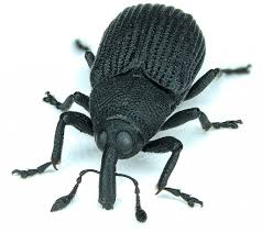 Attēlu rezultāti vaicājumam “Magdalis sp.”