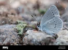 Attēlu rezultāti vaicājumam “Cupido minimus underside”