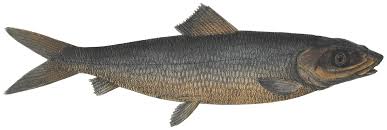 Image result for Albula glossodonta