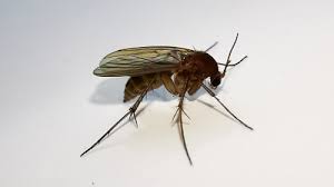 Attēlu rezultāti vaicājumam “Mycetophilidae”