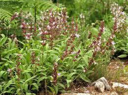 Image result for Salvia officinalis