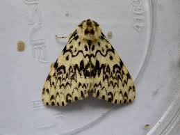 Attēlu rezultāti vaicājumam “Lymantria monacha”