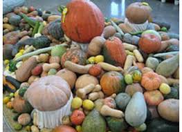 Attēlu rezultāti vaicājumam “Cucurbitaceae”