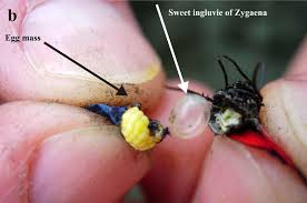 Attēlu rezultāti vaicājumam “Zygaena lonicerae”