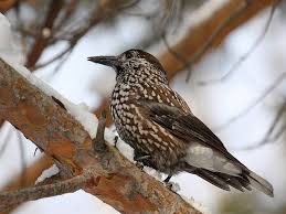 Image result for Nucifraga caryocatactes