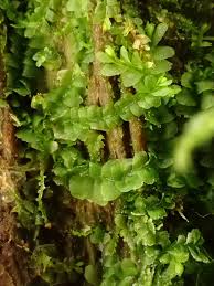 Attēlu rezultāti vaicājumam “Chiloscyphus pallescens”