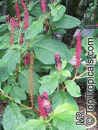 Attēlu rezultāti vaicājumam “Phytolacca acinosa flower”