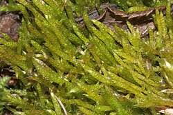 Attēlu rezultāti vaicājumam “Brachythecium albicans sporophyte”