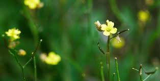 Attēlu rezultāti vaicājumam “Diplotaxis muralis leaf”