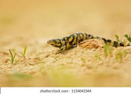 Attēlu rezultāti vaicājumam “Diderma tigrinum macro”