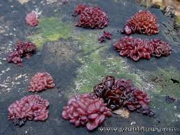 Attēlu rezultāti vaicājumam “Ascocoryne sarcoides”