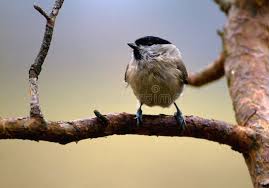 Attēlu rezultāti vaicājumam “Poecile montanus adult”