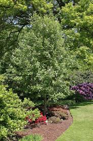 Attēlu rezultāti vaicājumam “Sorbus intermedia”