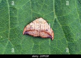 Attēlu rezultāti vaicājumam “Drepana falcataria”