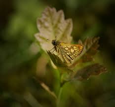 Attēlu rezultāti vaicājumam “Carterocephalus palaemon underside”