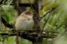 Attēlu rezultāti vaicājumam “Sylvia communis adult”