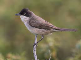 Image result for Sylvia hortensis