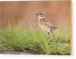 Attēlu rezultāti vaicājumam “Saxicola rubetra”