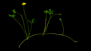 Attēlu rezultāti vaicājumam “Potentilla reptans bud”