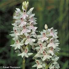Attēlu rezultāti vaicājumam “Dactylorhiza fuchsii flower”