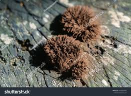 Attēlu rezultāti vaicājumam “Stemonitis flavogenita”