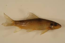 Image result for Moxostoma macrolepidotum