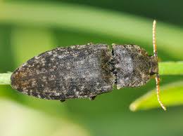 Attēlu rezultāti vaicājumam “Agrypnus murinus”