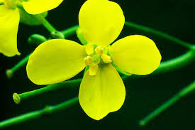 Attēlu rezultāti vaicājumam “Brassica napus”