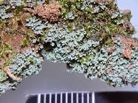 Attēlu rezultāti vaicājumam “Cladonia caespiticia”
