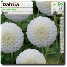 Image result for Dahlia `Snowflake`