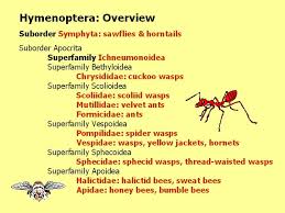Attēlu rezultāti vaicājumam “Hymenoptera”