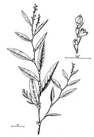 Attēlu rezultāti vaicājumam “Persicaria hydropiper”