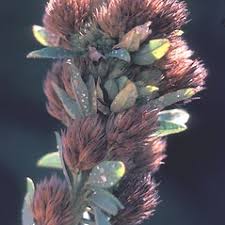 Attēlu rezultāti vaicājumam “Lophozia capitata”