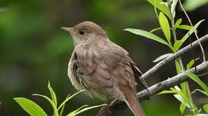 Image result for Luscinia luscinia